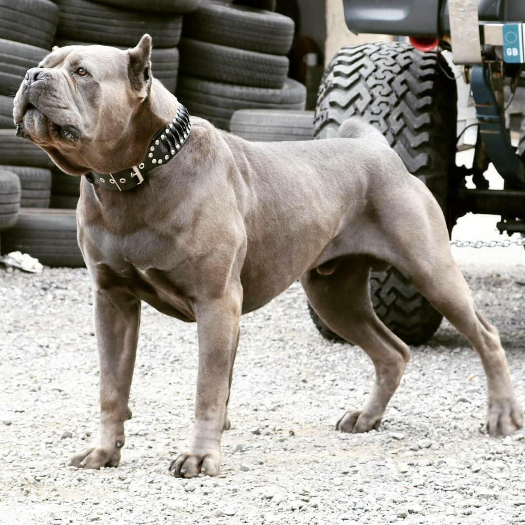 The ''Steampunk'' collar exclusive design by Bestia Dog Gear