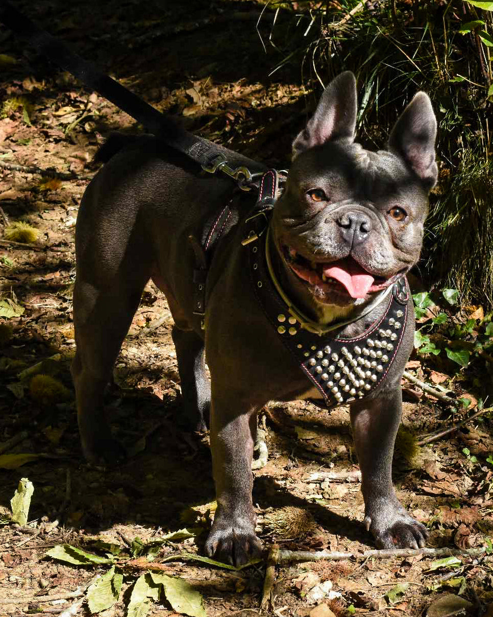 ''Frenchie'' studded leather harness Small to Medium Size by Bestia Dog Gear
