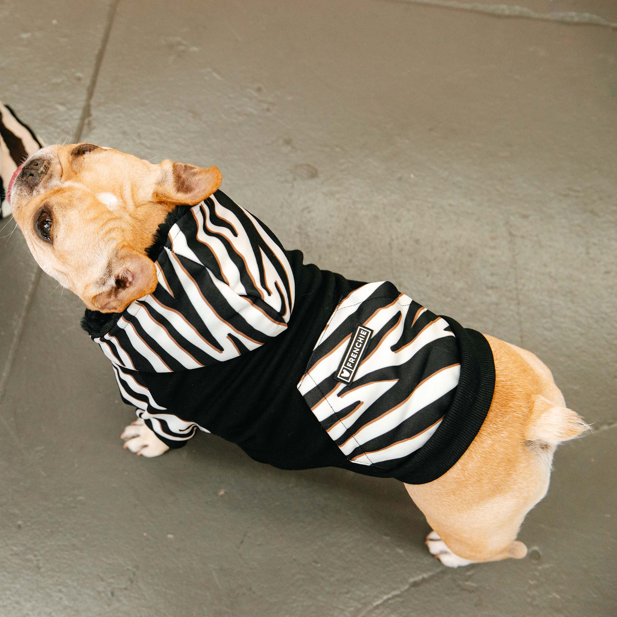 Frenchie Dog Hoodie - Zebra by Frenchie Bulldog