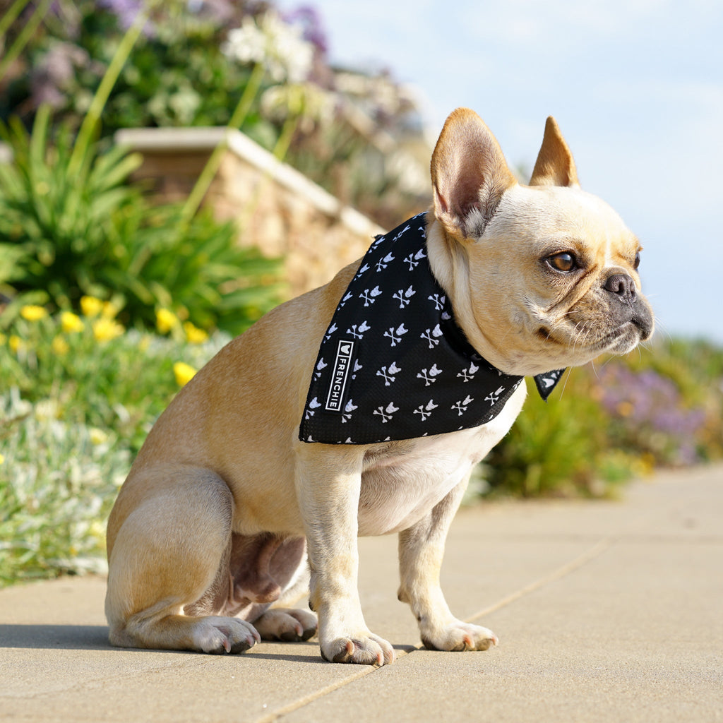 Frenchie Cooling Bandana - Bad To The Bone by Frenchie Bulldog