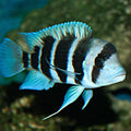 Frontosa Burundi cichlids by Danaqua Live Fish & More