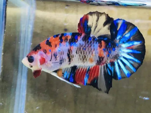 Galaxy Koi Betta by Danaqua Live Fish & More