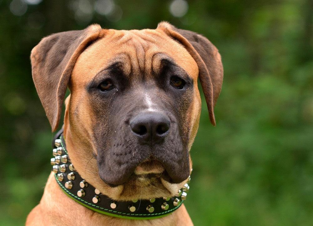 The "Stud" dog collar by Bestia Dog Gear