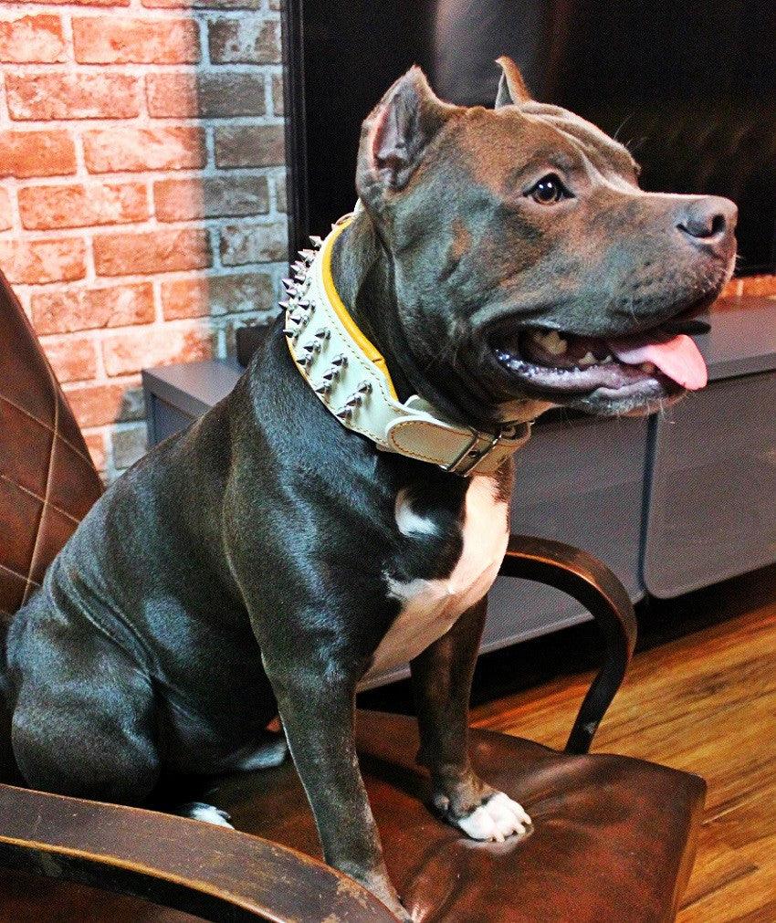 "Silver Giant" collar White by Bestia Dog Gear