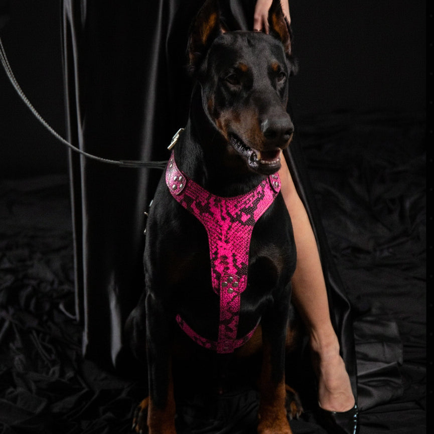 The ''Rock Python'' harness PINK by Bestia Dog Gear