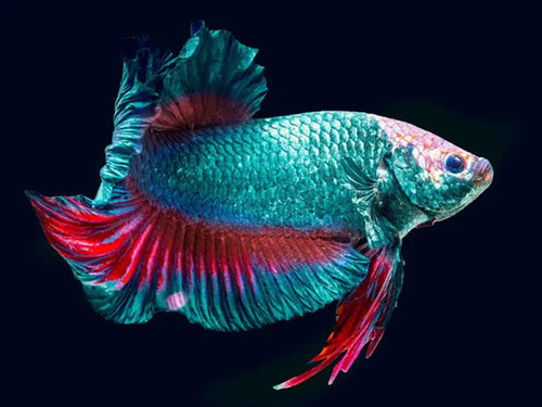 Betta Giant by Danaqua Live Fish & More
