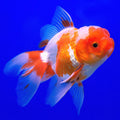 RED AND WHITE ORANDA by Danaqua Live Fish & More