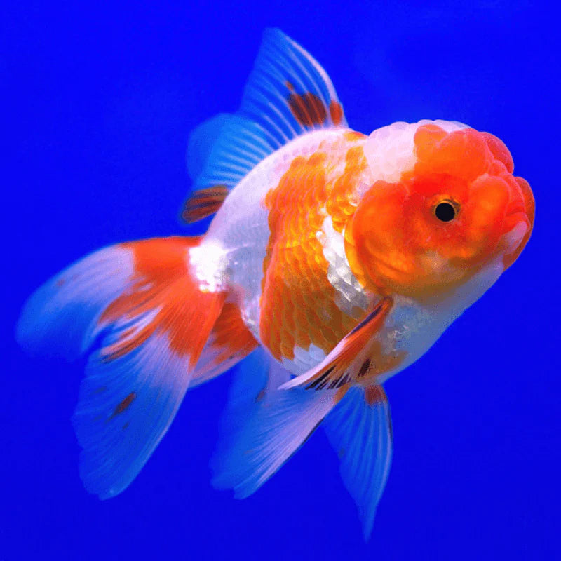 RED AND WHITE ORANDA by Danaqua Live Fish & More