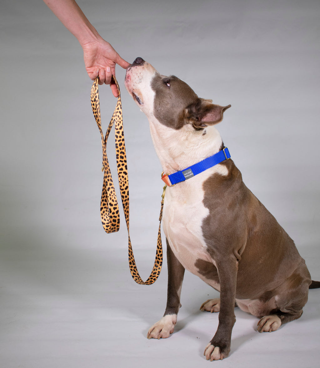 not-so-basic leash / leopard by Major Darling