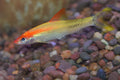 Gold Roseline Shark (Sahyadria denisonii) by Danaqua Live Fish & More