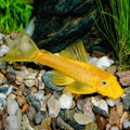 L144 Blue Eye Lemon Bristlenose Pleco (Ancistrus sp) by Danaqua Live Fish & More
