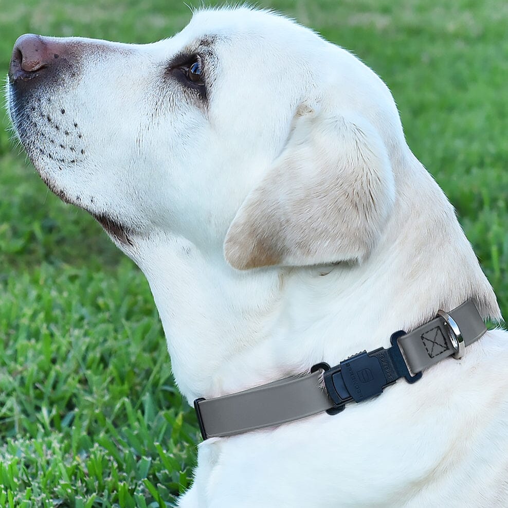 Herm Sprenger - ClicLock Safety Fastener for Flat-Style Collars – Black Stainless Steel by Dogline