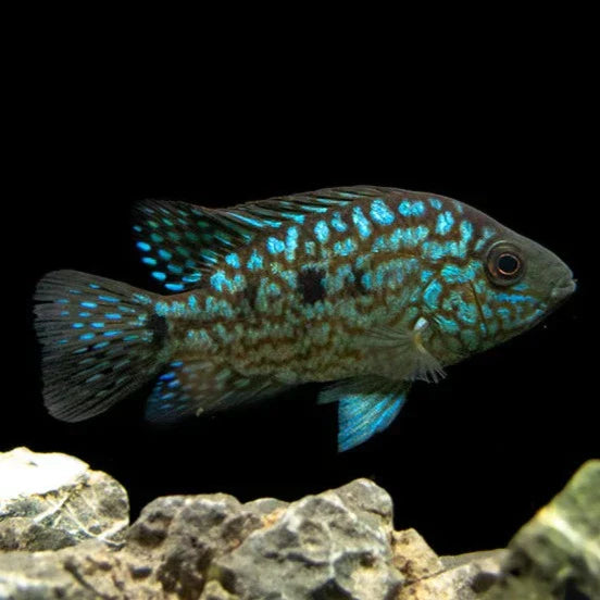 Carpintis Cichlid (Herichthys carpintis) by Danaqua Live Fish & More