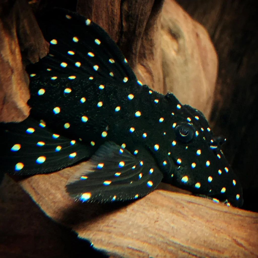 Galaxy Pleco by Danaqua Live Fish & More