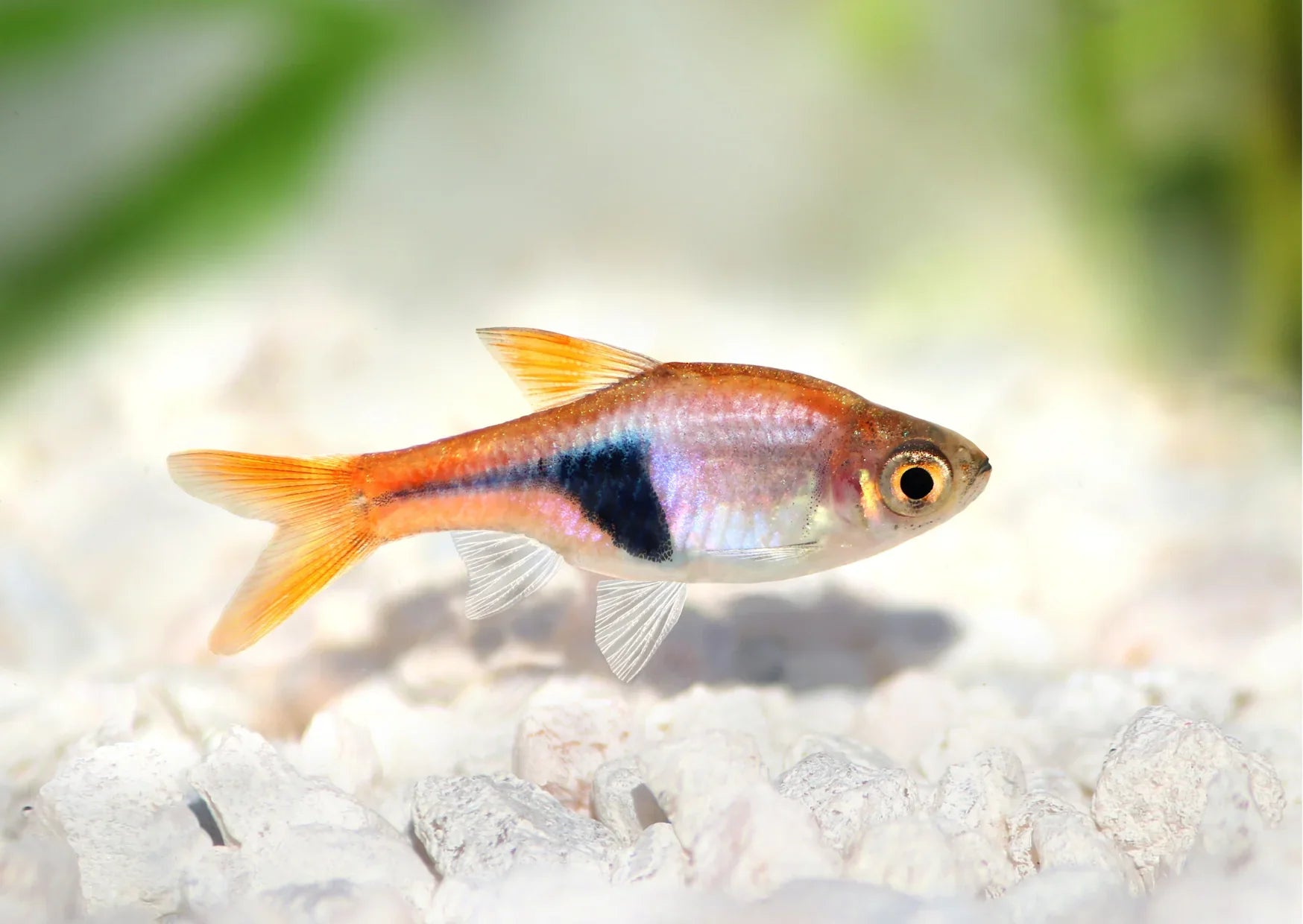 Harlequin rasboras PACK OF 6 by Danaqua Live Fish & More