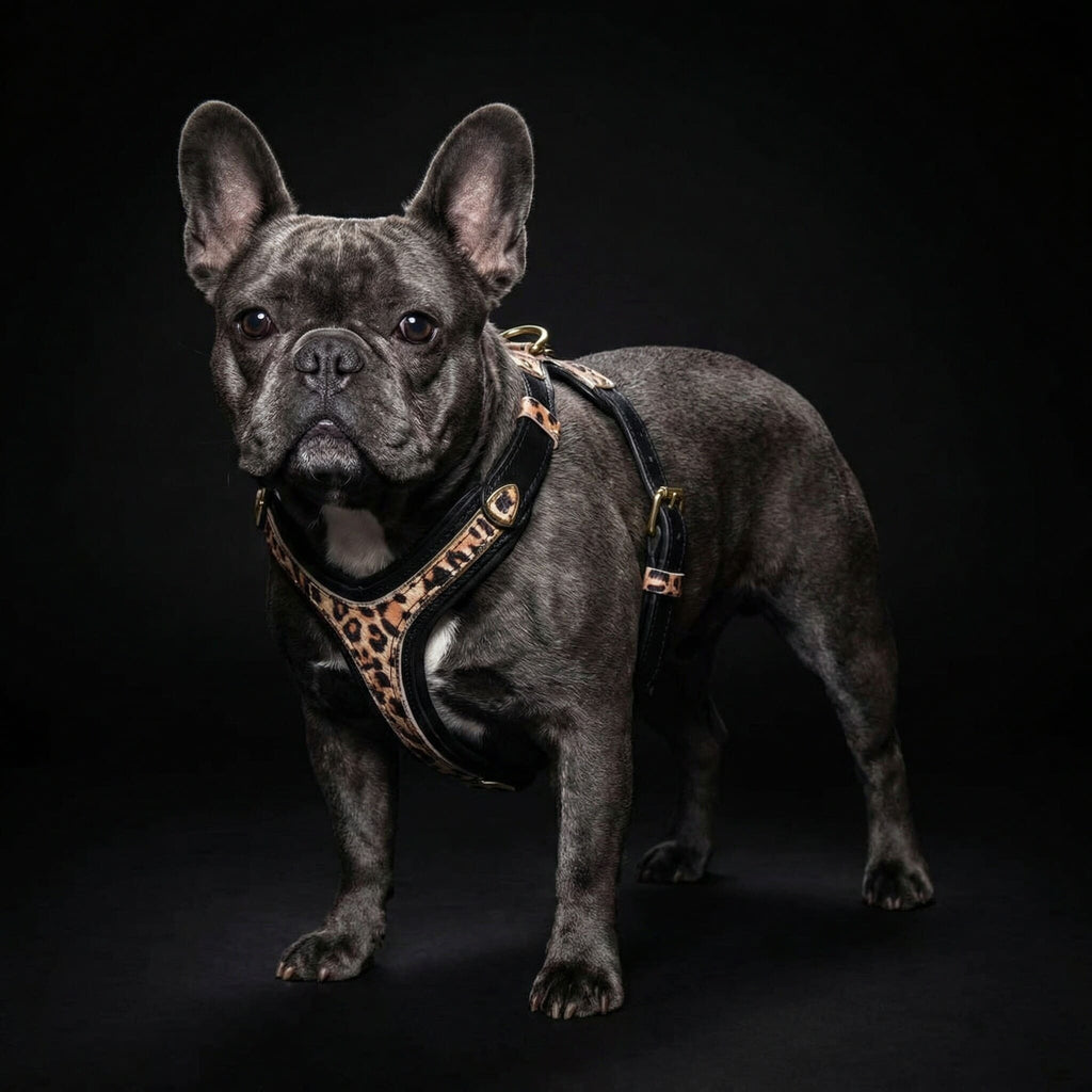 The Leopard Harness Small to Medium Size by Bestia Dog Gear