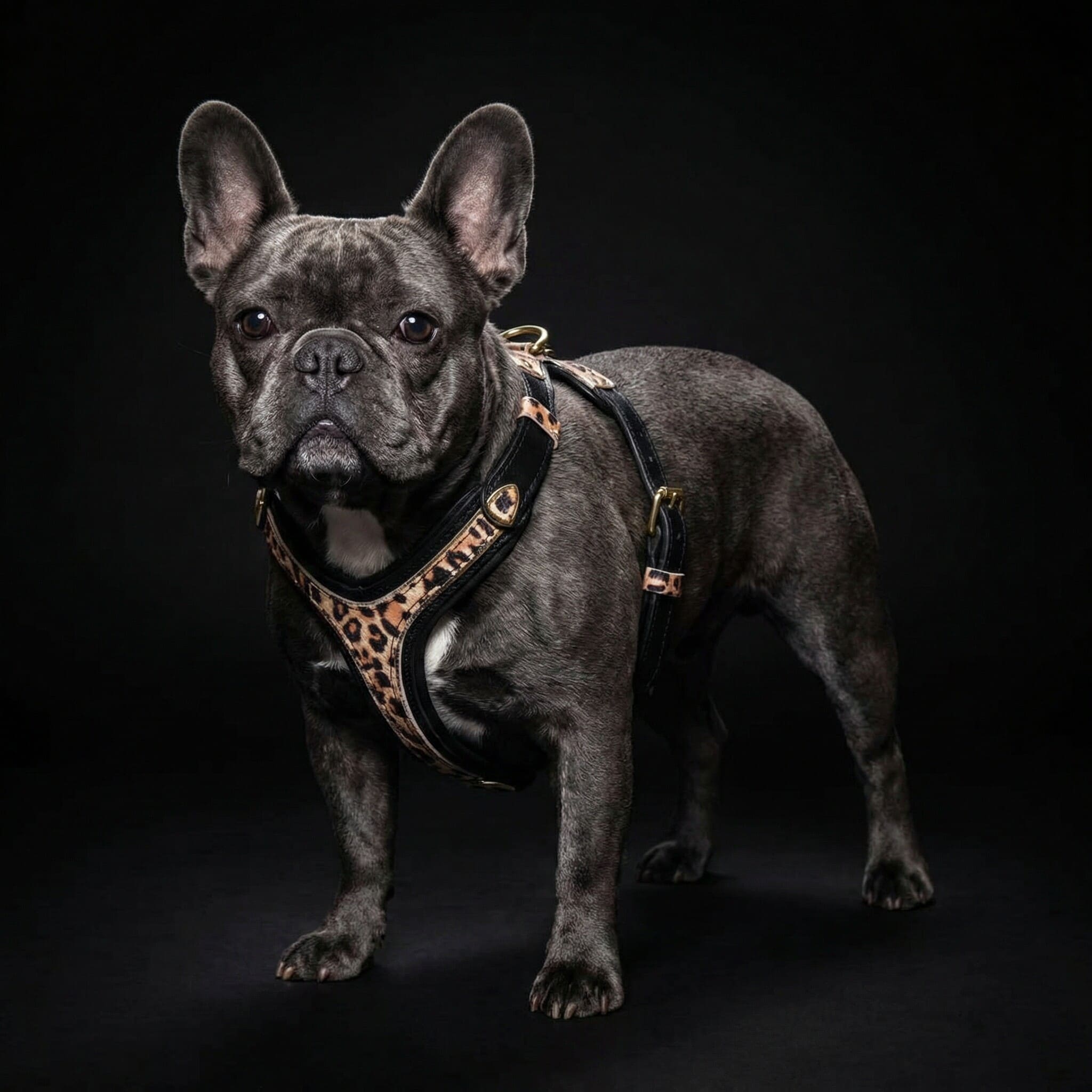 The Leopard Harness Small to Medium Size by Bestia Dog Gear