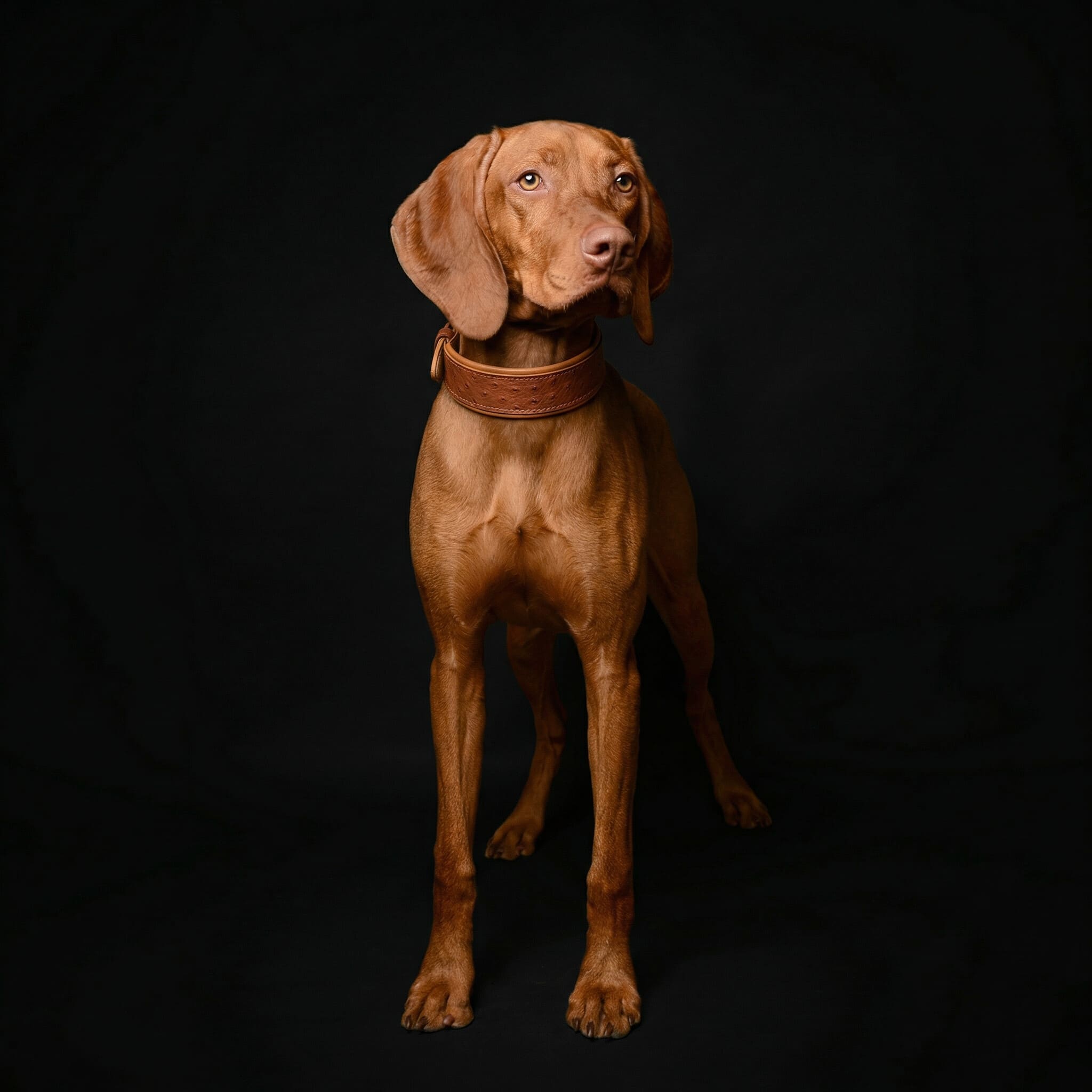 The "Ostrich" collar LIMITED by Bestia Dog Gear