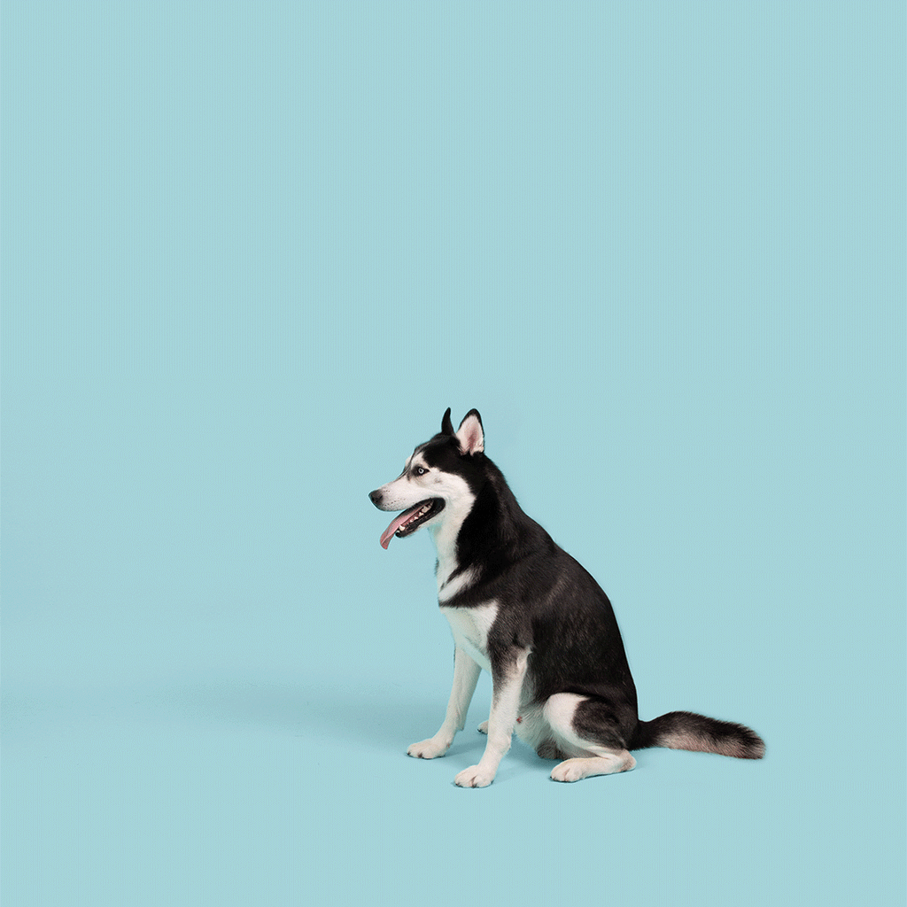Jolly Tuff Flyer by Jolly Pets