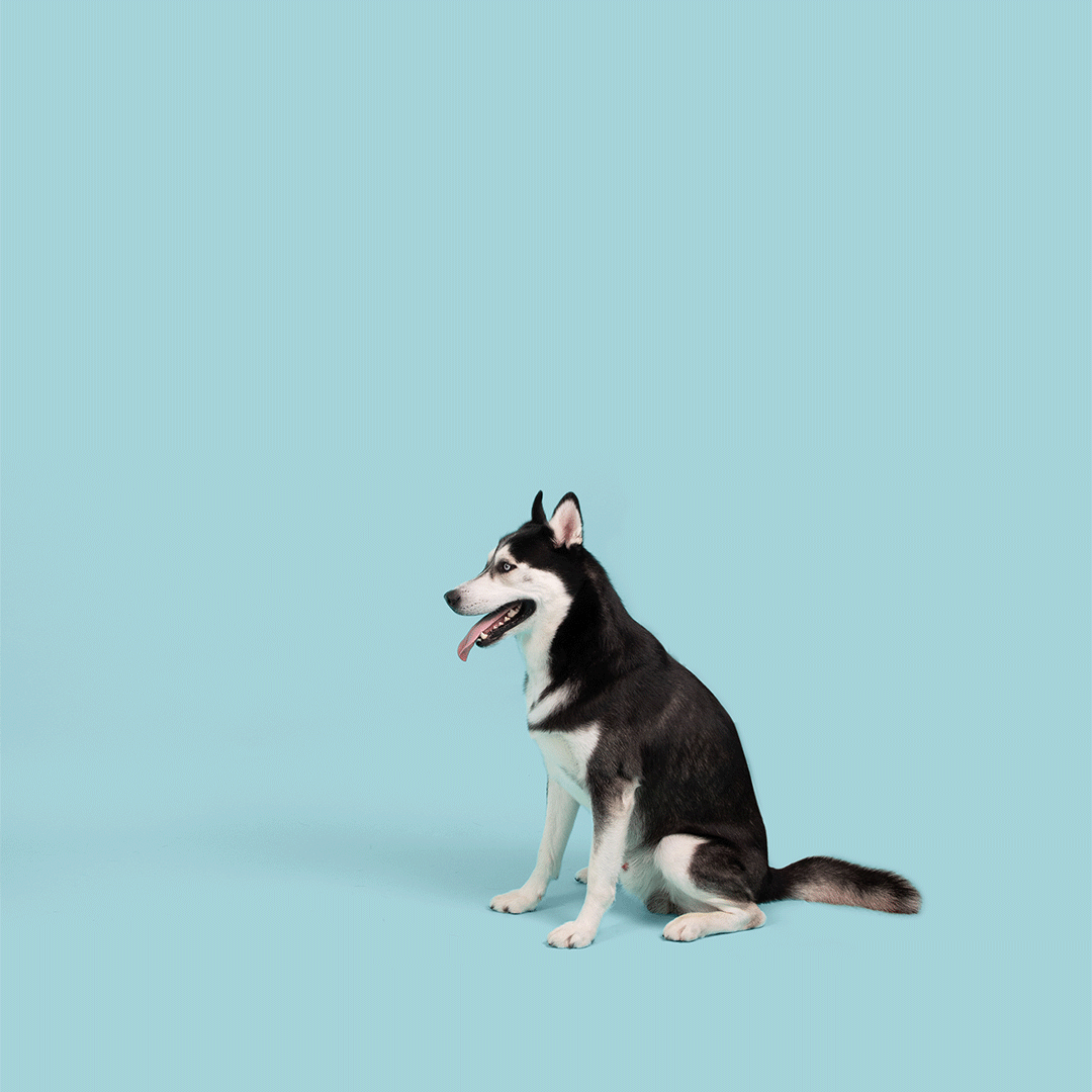 Jolly Tuff Flyer by Jolly Pets