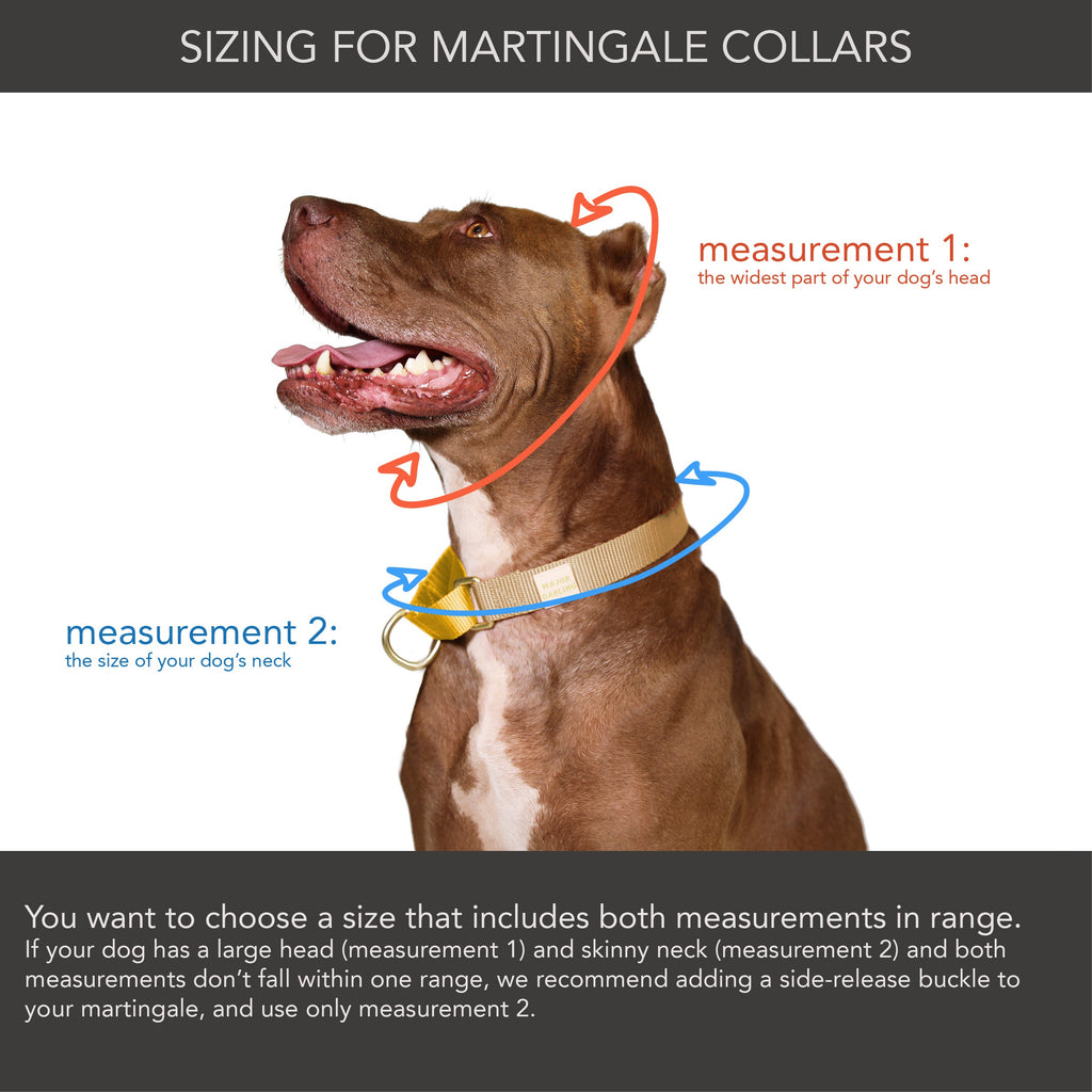 martingale collar / orange + lilac by Major Darling