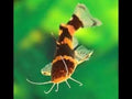 Bumblebee catfish by Danaqua Live Fish & More