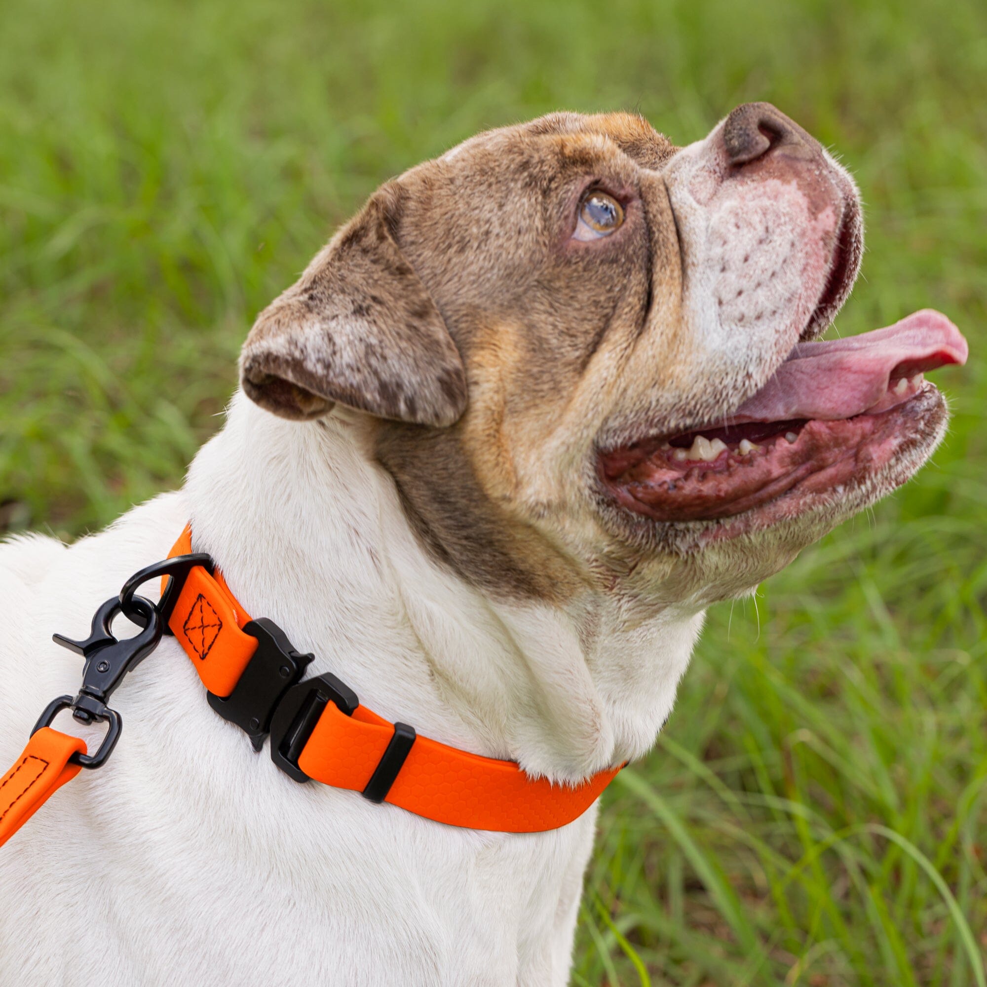 Waterproof Dog Collar with Metal Stab-Lock Buckle by Dogline