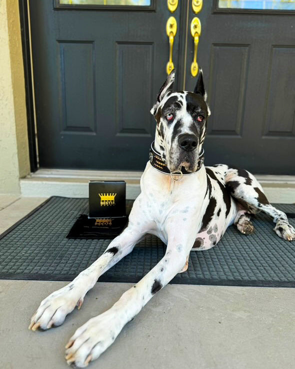 Atlantis Collar by Bestia Dog Gear
