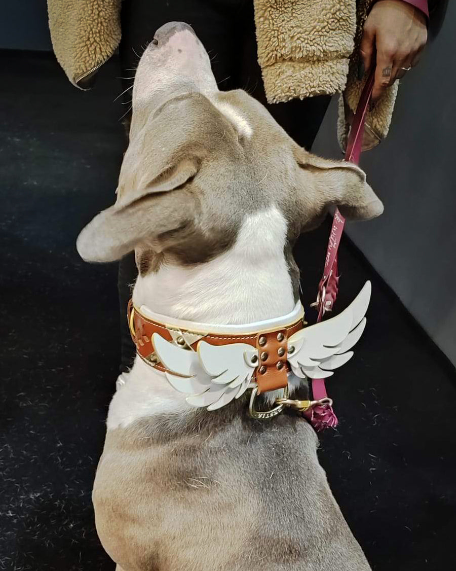 Hermes Collar by Bestia Dog Gear