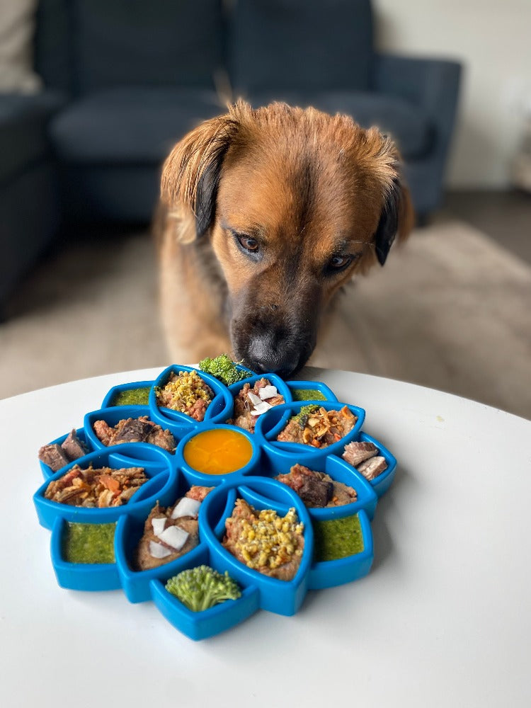 Mandala eTray Shallow Slow Feeder Dog Bowl for Enrichment | USA Made by SodaPup/True Dogs, LLC