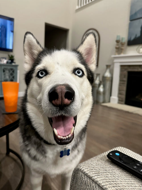 Bear The Service Dog by Charity Pet Store