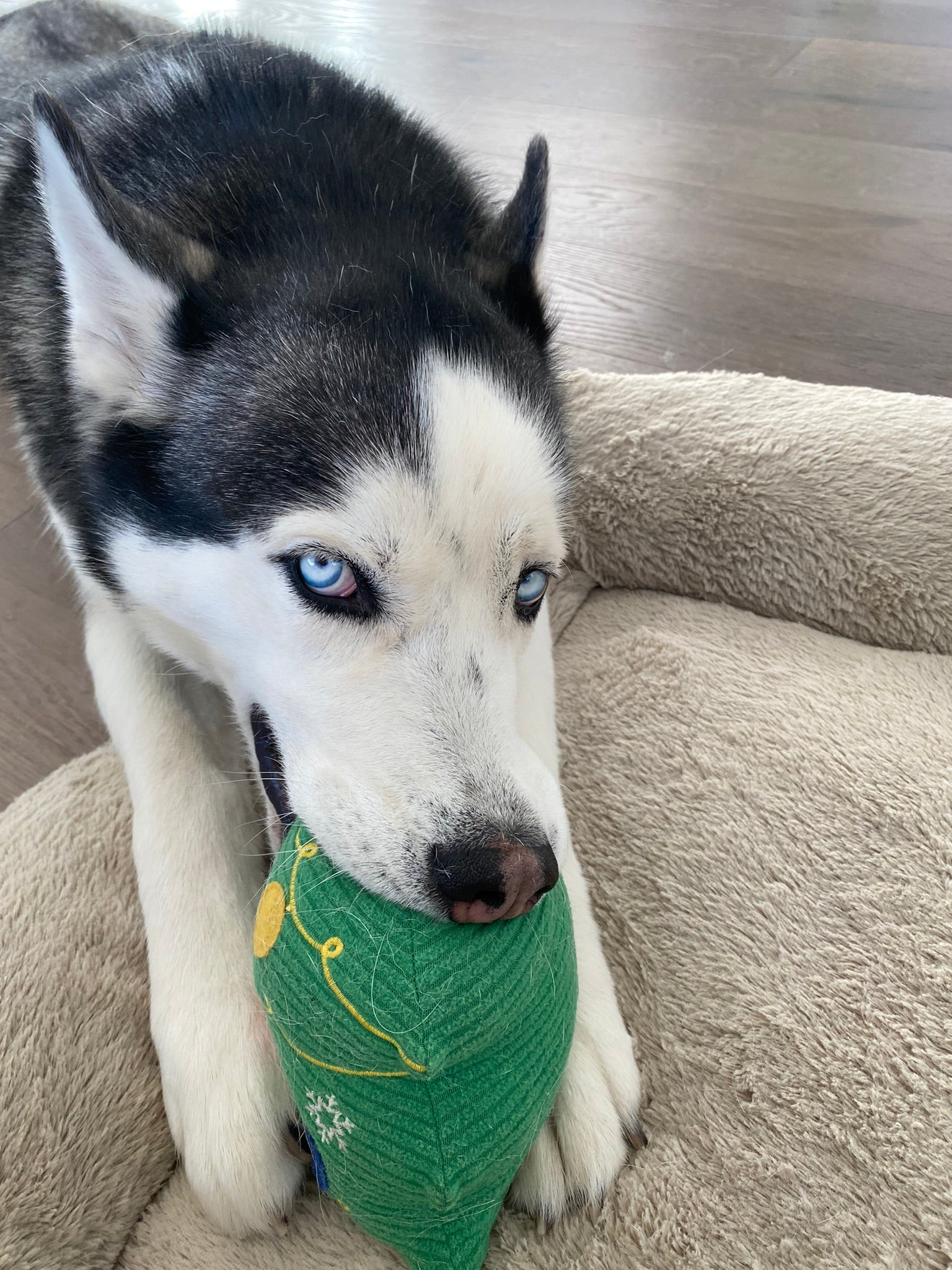 Bear The Service Dog 2 by Charity Pet Store