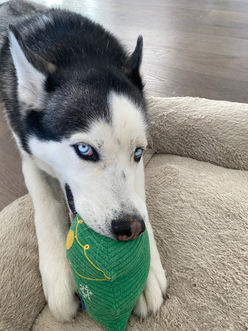 Bear The Service Dog 2 by Charity Pet Store