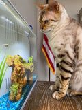 Kiko The Support Cat by Charity Pet Store