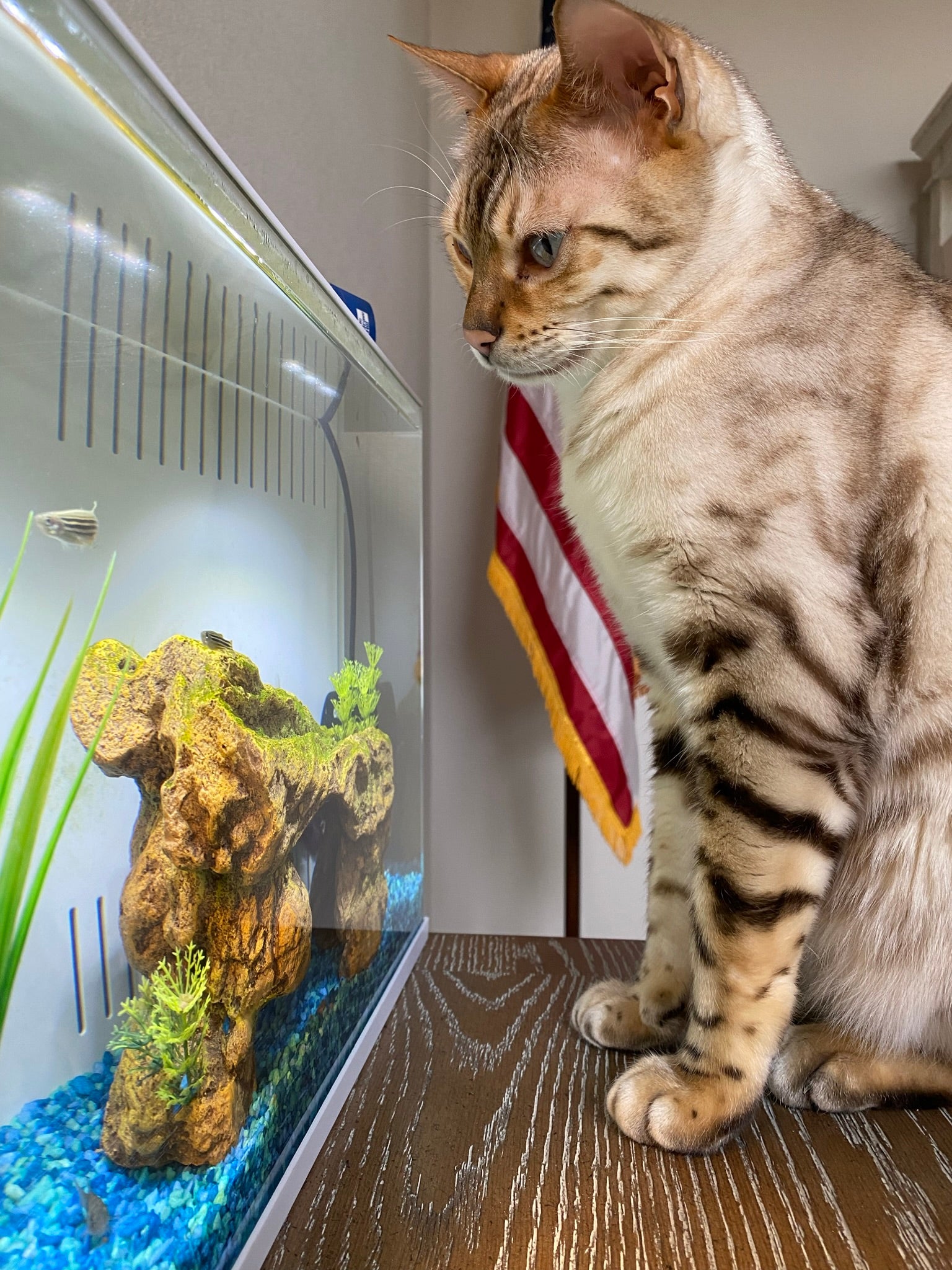 Kiko The Support Cat by Charity Pet Store