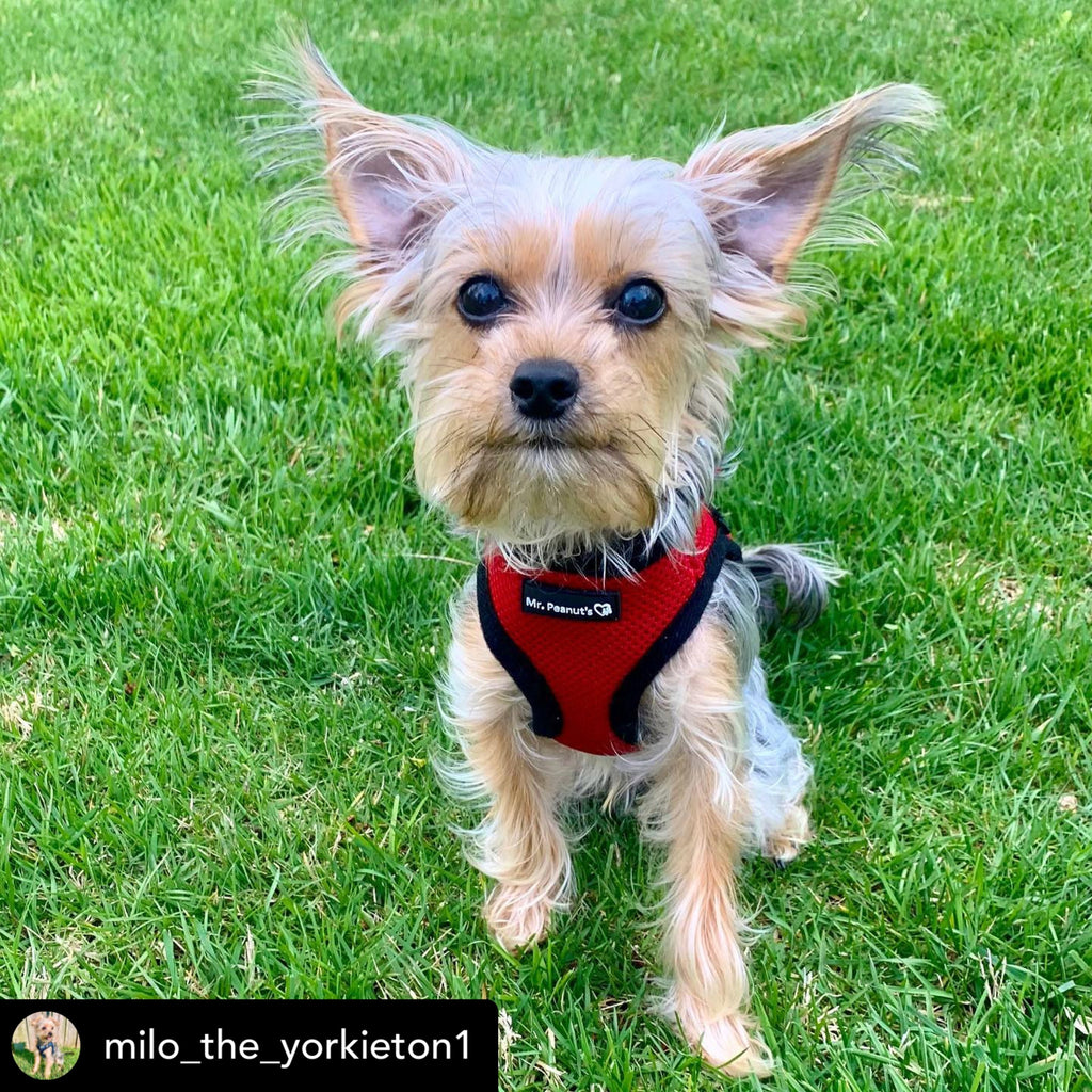 Mr. Peanut's PupTrek Soft Mesh Pet Harness with Matching Leash – Adjustable, Breathable, Choke-Free by Mr. Peanut's Pet Carriers