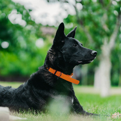 Biothane E-Collar Replacement Strap by Dogline