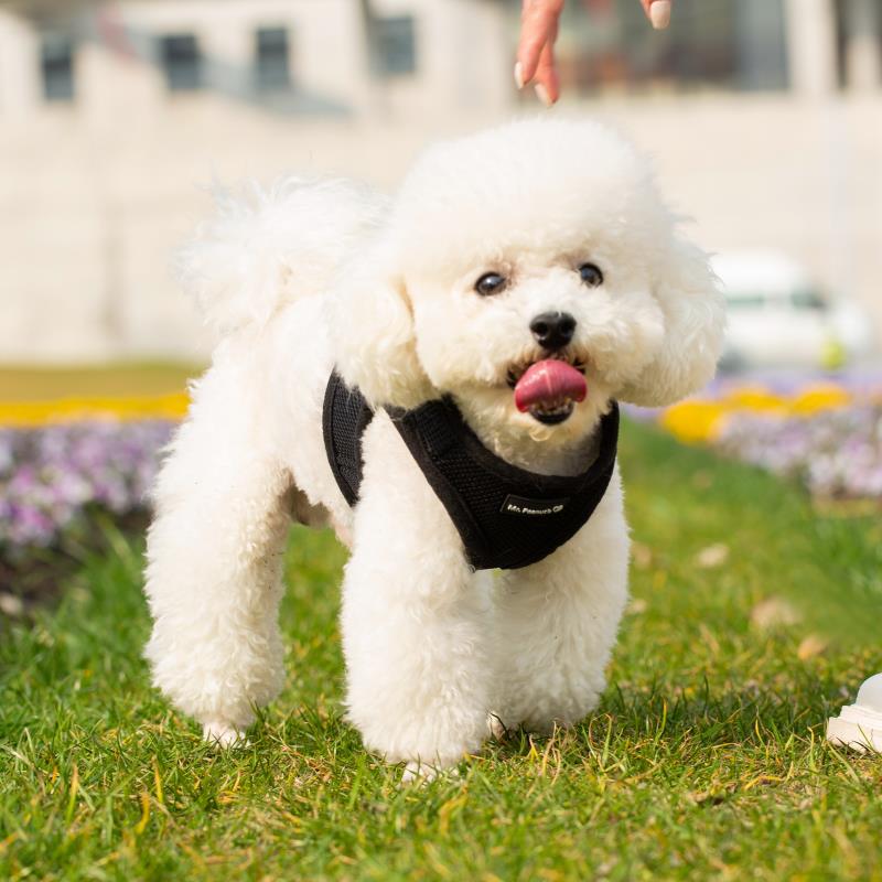 Mr. Peanut's PupTrek Soft Mesh Pet Harness with Matching Leash – Adjustable, Breathable, Choke-Free by Mr. Peanut's Pet Carriers