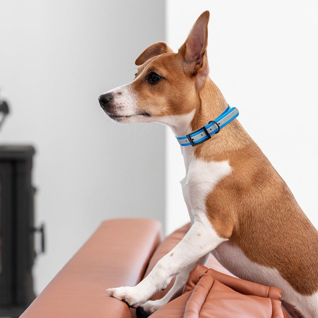 Biothane Translucent Reflective Dog Collar by Dogline