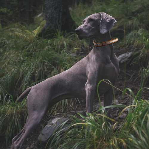Biothane E-Collar Replacement Reflective Strap by Dogline