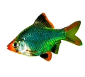 Tiger Barb Green by Danaqua Live Fish & More