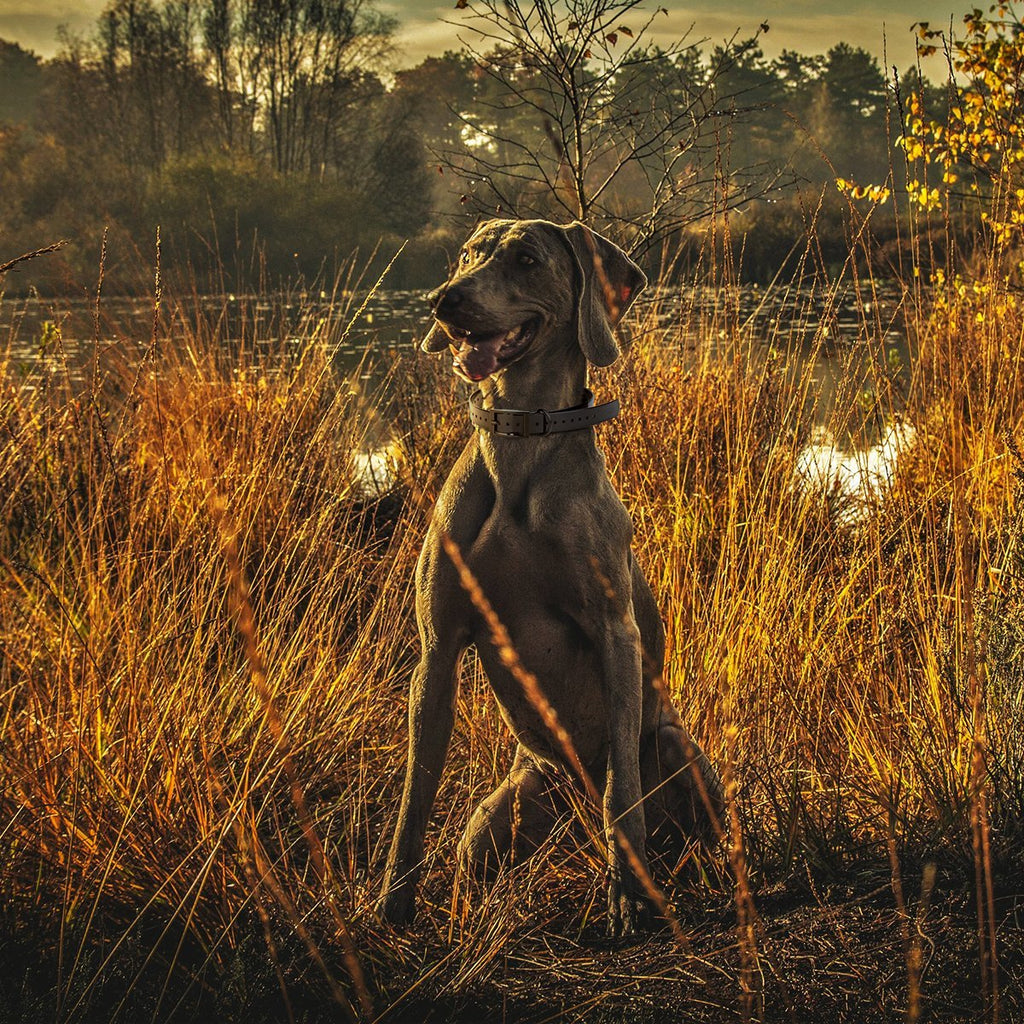 Biothane E-Collar Replacement Strap by Dogline