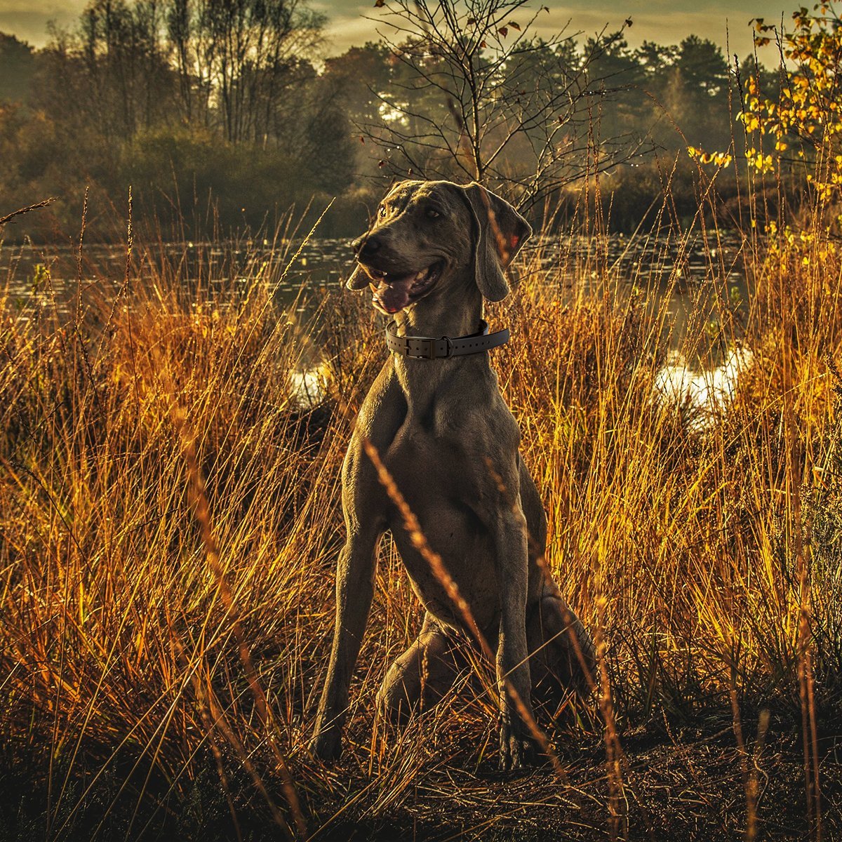 Biothane E-Collar Replacement Strap by Dogline
