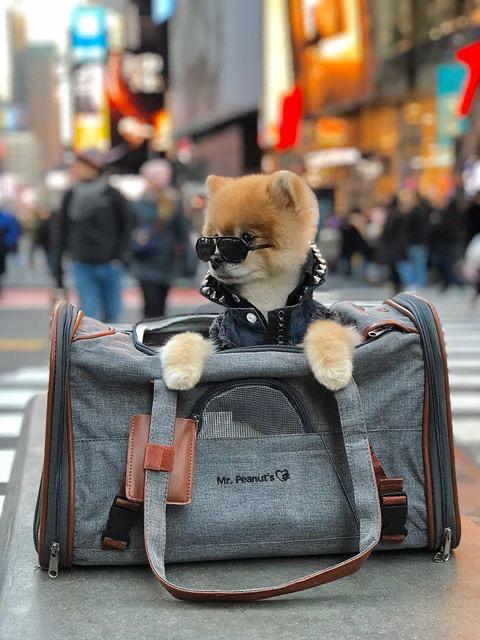 Mr. Peanut's Gold Series Standard Size Airline Compliant Pet Carrier by Mr. Peanut's Pet Carriers