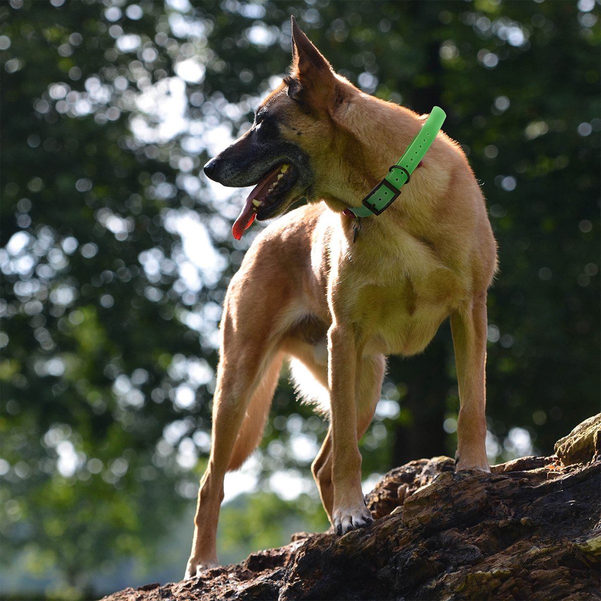 Biothane E-Collar Replacement Strap by Dogline