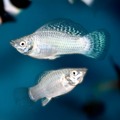 Silver Mollies by Danaqua Live Fish & More