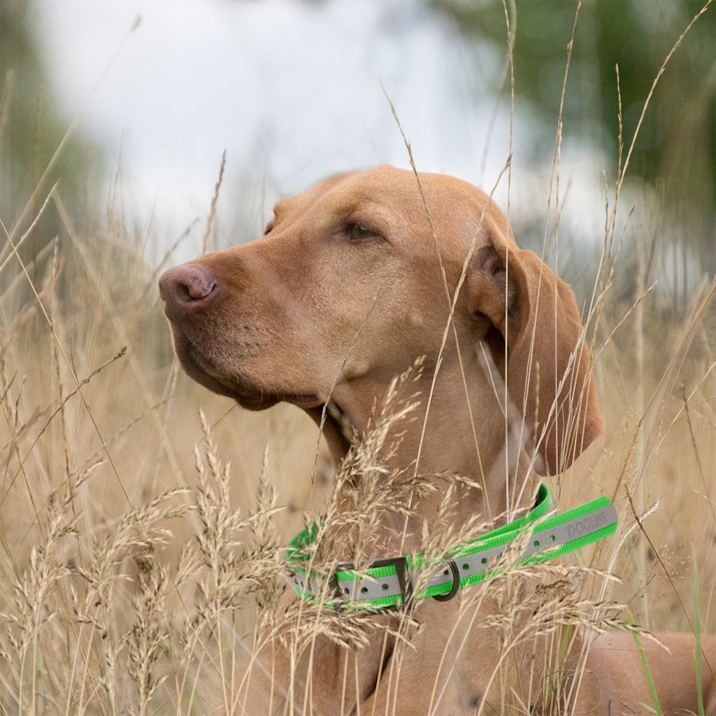 Biothane E-Collar Replacement Reflective Strap by Dogline