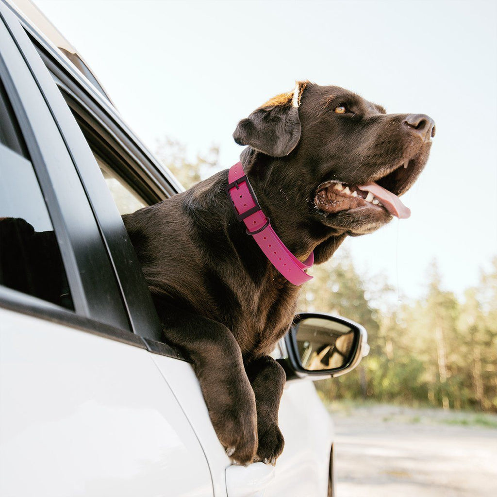 Biothane E-Collar Replacement Strap by Dogline