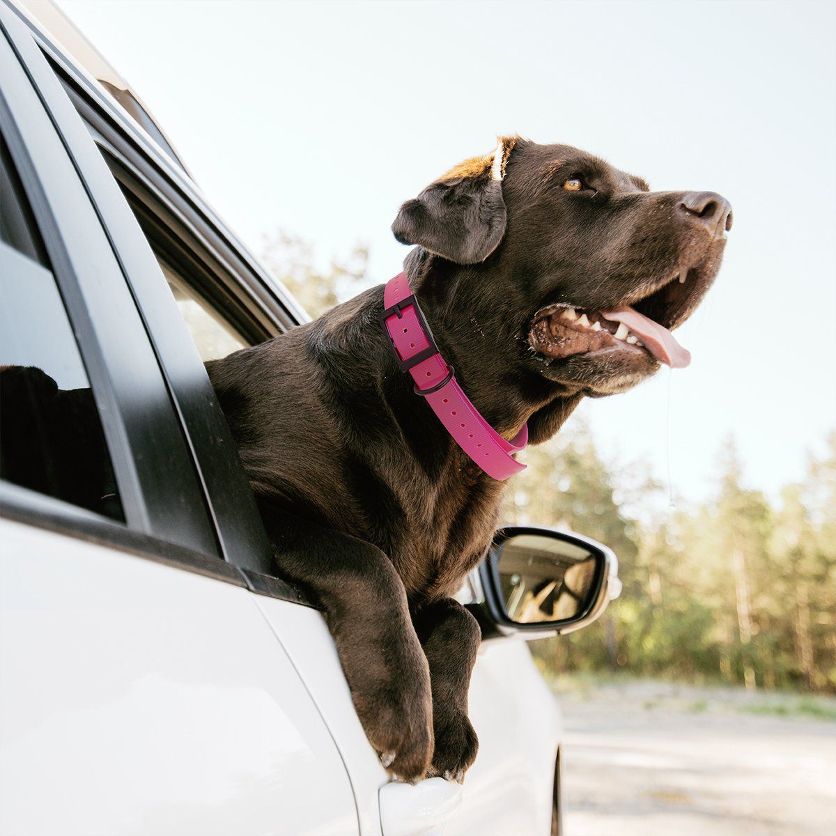 Biothane E-Collar Replacement Strap by Dogline