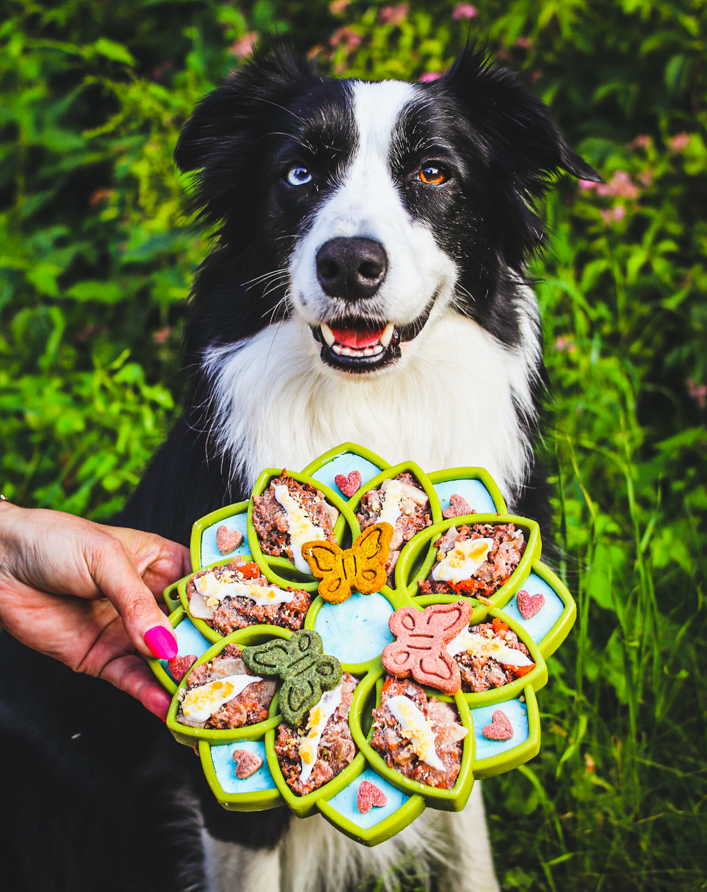 Mandala eTray Shallow Slow Feeder Dog Bowl for Enrichment | USA Made by SodaPup/True Dogs, LLC